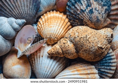 A collection of shells collected on beaches in Ireland