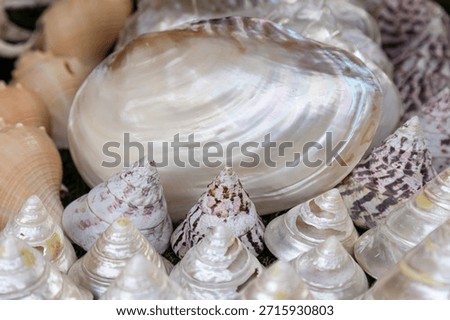A collection of shells with one large white shell in the middle. The shells are of various sizes and colors