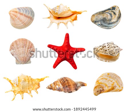 Collection of shells and red starfish isolated on white background.