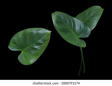 Collection of single green leaf King of Heart or Homalomena Rubescens tree isolated on black background. The side of beautiful green leaf.