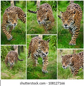 Collection of six images of Jaguar Panthera Onca in captivity