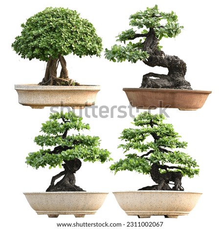 Collection of small bonsai plants in pots are a hobby for decorating the garden isolated on white background