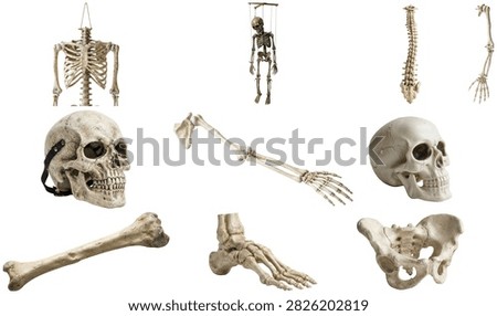 A collection of spooky skeleton bone props and skull pieces for Halloween decoration and haunted scenes.
