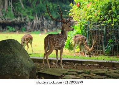 A collection of spotted deer or Chital (Axis axis), Spotted deer, Chital deer, or Axis deer, which are in the Bogor Botanical Gardens and Bogor Presidential Palace
