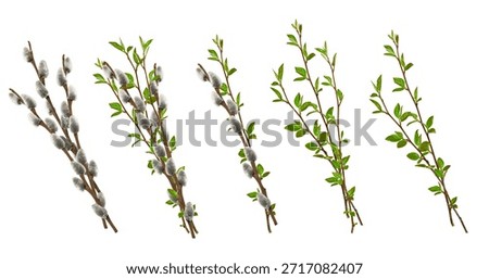 Collection of spring branches isolated on white. Pussy willow branches with soft gray catkins and fresh spring twigs with green leaves. ideal for Easter, floral compositions, and greeting cards.