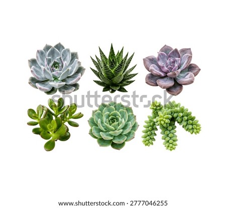 Collection of Succulent Plants Isolated on White Background