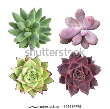 collection of succulent top isolated on white background