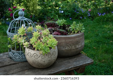 Collection of succulents in the garden, Succulents planted in a pot and decorative cage - Powered by Shutterstock