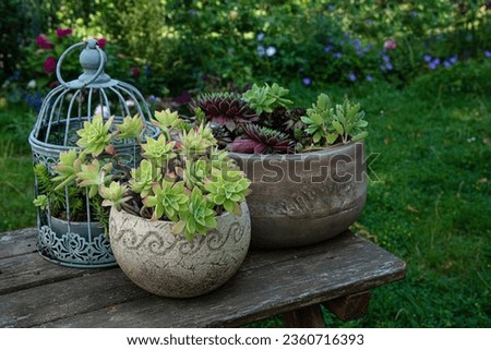 Collection of succulents in the garden, Succulents planted in a pot and decorative cage