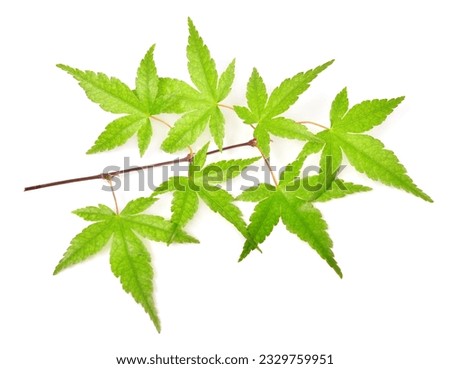 Collection summer japanese maple green leaf isolated on white background. Flat lay, top view