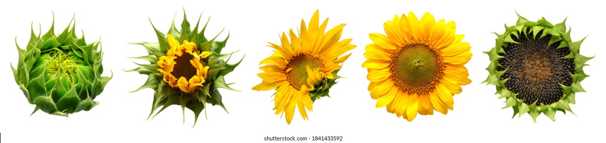 Collection Of Sunflower Flowers In Different Stages Of Growth