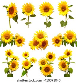 Collection of sunflowers isolated on white background. Flowers sunflowers
