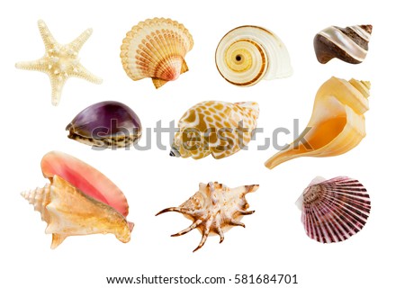 Collection of ten different seashells, isolated on white background.