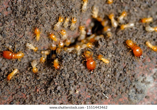 a collection of termites that come out to
the surface after the rain fell. termite colonies mostly live below
the surface of the land. these termites will turn into larons.
macro photography.