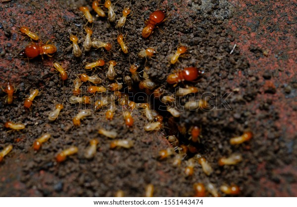 a collection of termites that come out to\
the surface after the rain fell. termite colonies mostly live below\
the surface of the land. these termites will turn into larons.\
macro photography.