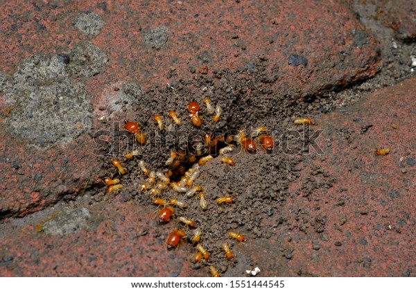 a collection of termites that come out to
the surface after the rain fell. termite colonies mostly live below
the surface of the land. these termites will turn into larons.
macro photography.