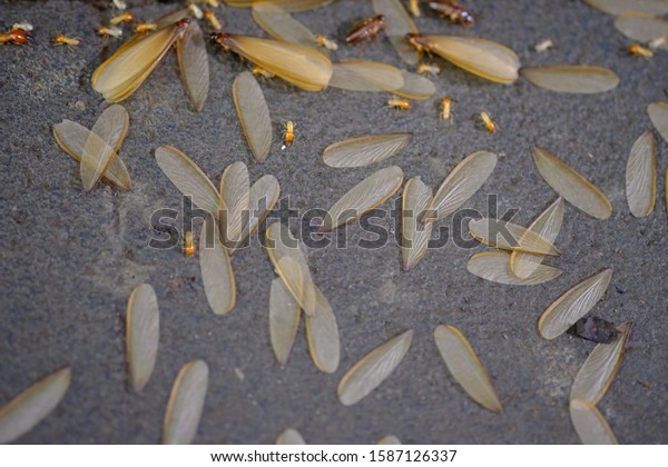 a collection of termites that come out to\
the surface after the rain fell. termite colonies mostly live below\
the surface of the land. these termites will turn into larons.\
macro photography.