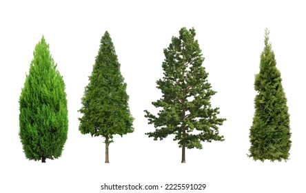 Collection tree Balsam Fir and thuja on white background isolated