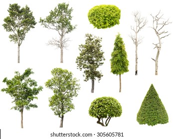 Collection Of Tree , Bush And Dead Tree Isolated On White Background