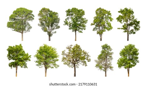 Collection Tree Cut Out Original Background Stock Photo 2179110631 