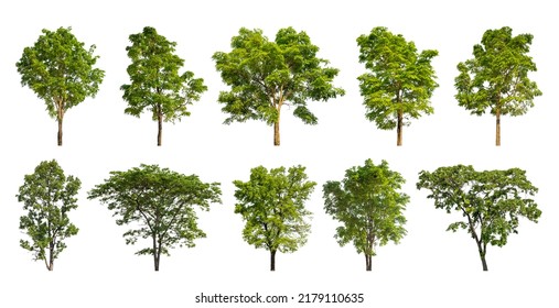 30,221 Easy tree Images, Stock Photos & Vectors | Shutterstock