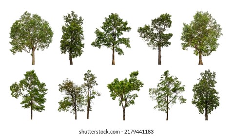 30,221 Easy tree Images, Stock Photos & Vectors | Shutterstock