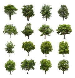 Isolated tree collection | Stock Photo and Image Collection by ...