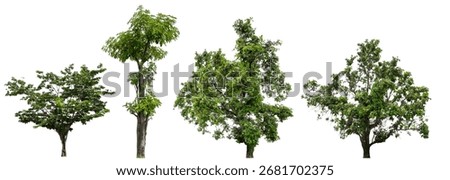 collection tree isolated on white background with clipping path
