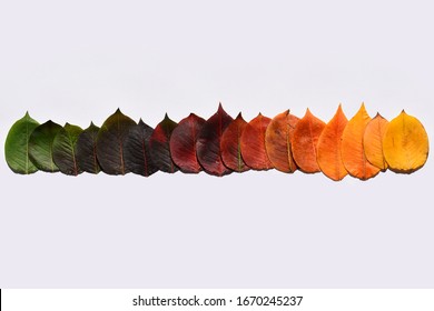 Collection Of Tree Leaves In Their Gradual Change Of Color