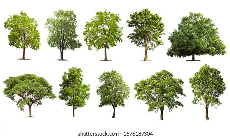 Collection Tree Set Isolated On White Stock Photo 1676187304 | Shutterstock