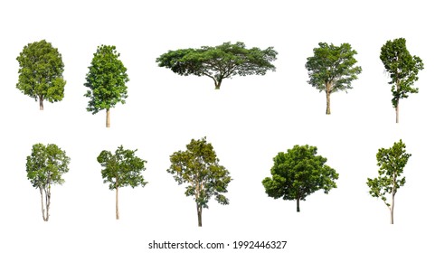 collection of tree, Set of isolated trees on white background
