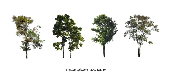 collection of tree, Set of isolated trees on white background