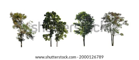 collection of tree, Set of isolated trees on white background