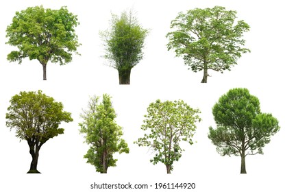 Collection Tree Side View Isolated On Stock Photo 1961144920 | Shutterstock