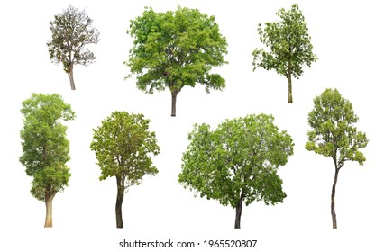 Collection Tree Side View Isolated On Stock Photo 1965520807 | Shutterstock