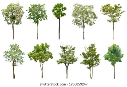 1,178 Tree without papers Images, Stock Photos & Vectors | Shutterstock