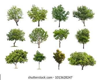 10,088,897 Tree on white background Images, Stock Photos & Vectors ...