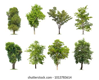 91,889 Tree cutout Images, Stock Photos & Vectors | Shutterstock