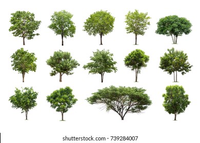 92,293 Cutout trees Images, Stock Photos & Vectors | Shutterstock