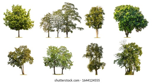 1,084 Dicut Tree Images, Stock Photos & Vectors 