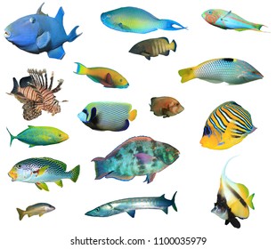 Reef Fish Indian Pacific Oceans Red Stock Photo (Edit Now) 793633222