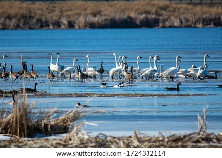 A collection of Trumpeter Swans, Canadian Geese, and Common Mergansers gather on ice and in the frigid waters of the Maple River wetlands, just north of St. Johns, Michigan.