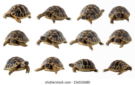 1,198 Hermann tortoise Images, Stock Photos & Vectors | Shutterstock