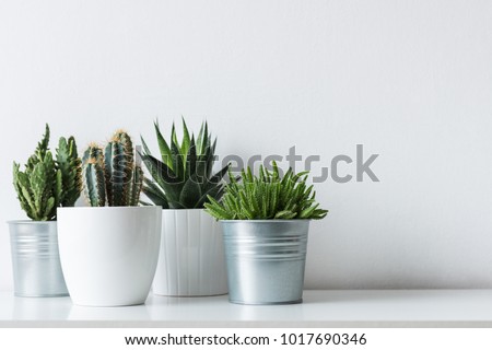 Collection of various cactus and succulent plants in different pots. Potted cactus house plants on white shelf against white wall.