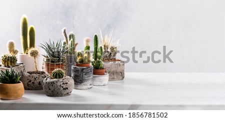Collection of various cactus and succulent plants in different pots. House plants on gray background.