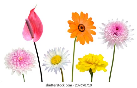 Collection of Various Colorful Flowers and Wildflowers with Green Stick Isolated on White Background. Vibrant Red, Blue, Pink, Purple, Yellow White, and Orange Colors. Bunch of wildflowers