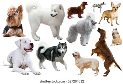 Collection Of Various Dog Breeds Isolated On White 