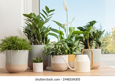 Collection of various home plants. Home gardening, greenery, interior design with plants, hobby concept