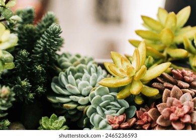 Collection of various multicolored succulent plants. Succulent garden in a balcony pot outdoor. Front view. - Powered by Shutterstock