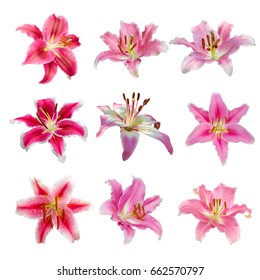 Collection Various Pink Lilly Flowers Stock Photo 662570797 